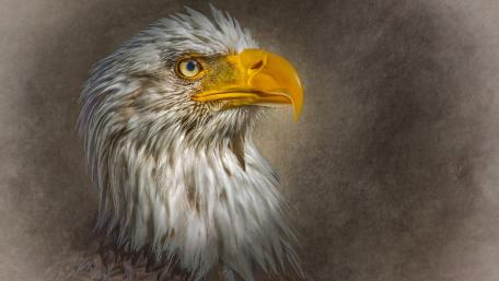 Majestic Eagle in Nature's Glory wallpaper