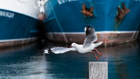 Soaring Seagull on a Tranquil Harbor wallpaper