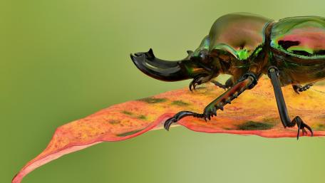 Vibrant Beetle on Leaf Wallpaper wallpaper