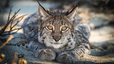 Majestic Lynx in Nature's Embrace wallpaper