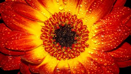 Vibrant Orange Flower with Dew Drops wallpaper