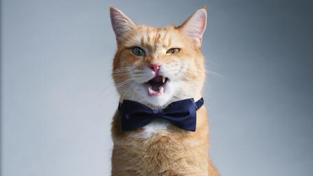 Dapper Cat Ready to Impress wallpaper