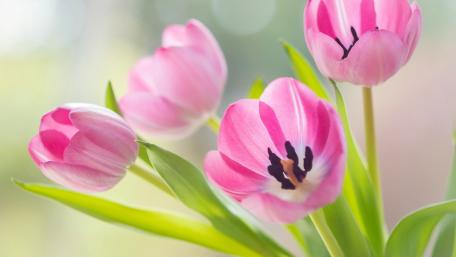 Delicate Pink Tulips in Blooming Harmony wallpaper