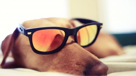 Cool Dog in Sunglasses Relaxing at Home wallpaper