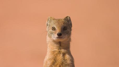 Curious Mongoose Gazing at the Camera wallpaper