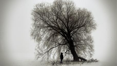 Solitude in Winter's Embrace wallpaper