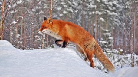 Majestic Fox in Winter Wonderland wallpaper