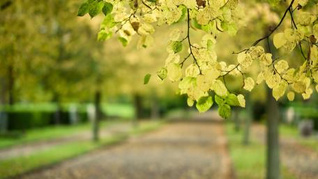 Golden Autumn Leaves Over a Serene Pathway wallpaper