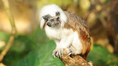 Playful Tamarin Surrounded by Nature wallpaper