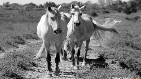 Majestic Horses in Monochrome Beauty wallpaper