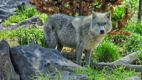 Majestic Wolf in Its Natural Habitat wallpaper
