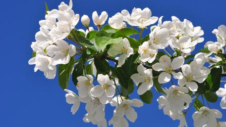 Blooming White Blossoms Against Clear Blue Sky wallpaper