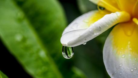Delicate Blossom with Crystal Drop wallpaper