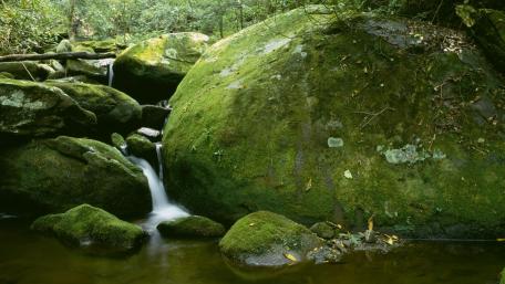Tranquil Forest Stream with Mossy Rocks wallpaper