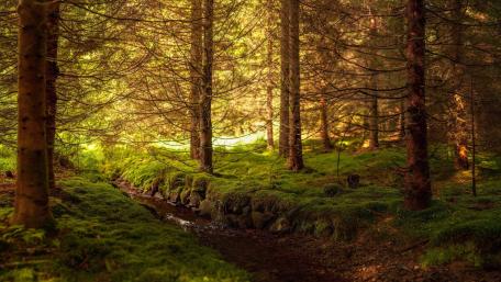 Enchanted Forest Pathway for Serenity wallpaper