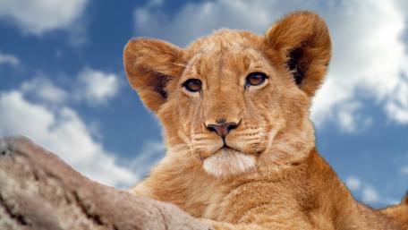 Majestic Lion Cub in Nature's Embrace wallpaper