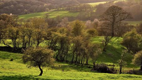Serene Green Hills Under Gentle Sunlight wallpaper