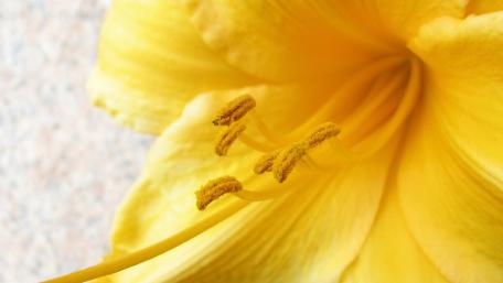 Golden Petals Embracing Nature's Beauty wallpaper