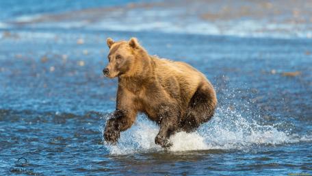 Majestic Bear Running Through Water wallpaper