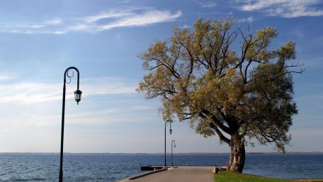 Serene Lakeside View with a Majestic Tree wallpaper