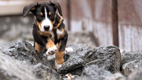 Playful Puppy Exploring Rocky Terrain wallpaper