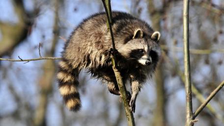 Curious Raccoon in the Tree wallpaper