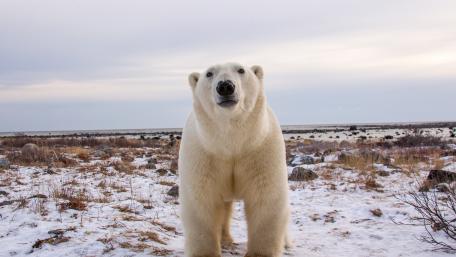 Majestic Polar Bear in a Snowy Landscape wallpaper