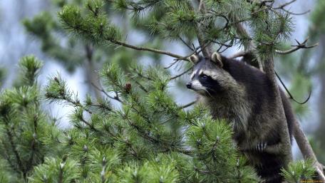 Raccoon Among Pine Branches in Nature's Embrace wallpaper