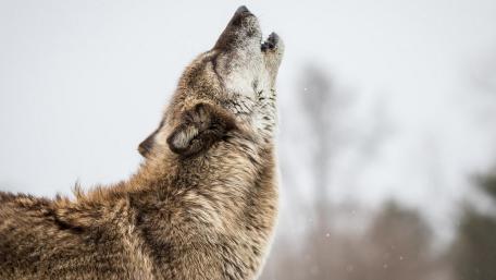 Majestic Wolf Howling at the Moon wallpaper