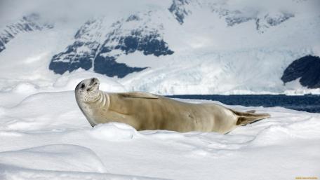 Majestic Seal on Icy Landscape wallpaper