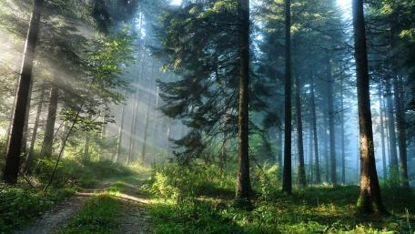 Mystical Forest Pathway Shrouded in Misty Light wallpaper