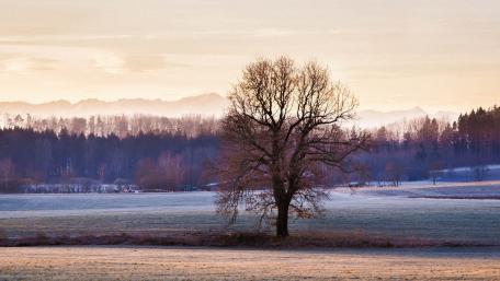 Serene Winter Landscape with Lone Tree wallpaper