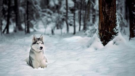 Majestic Husky in a Snowy Wonderland wallpaper