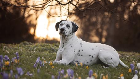 Charming Dalmatian in a Blooming Meadow wallpaper