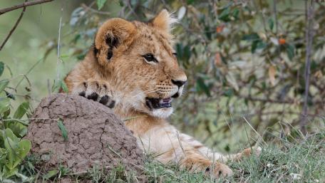 Majestic Lion Cub in Nature wallpaper