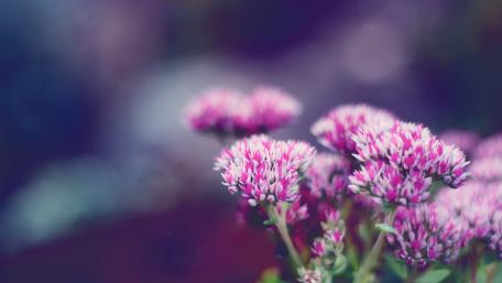 Blooming Beauty in Soft Pastels wallpaper