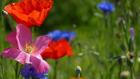Vibrant Meadow of Wildflowers Decorated in Colorful Blooms wallpaper