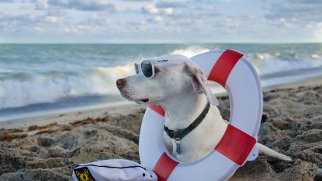 Beach Day with a Cool Dog wallpaper