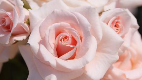 Delicate Pink Roses in Bloom wallpaper