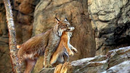 Majestic Lynx Carrying Its Young in Nature's Embrace wallpaper