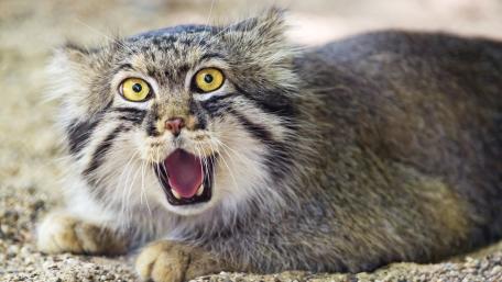 Surprising Encounter with a Fluffy Predator wallpaper