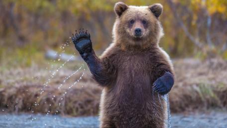 Charming Grizzly Bear Enjoying Water Playfulness wallpaper