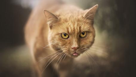 Curious Ginger Cat in Nature wallpaper