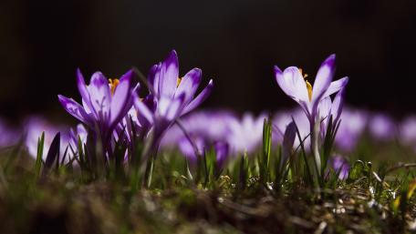 Vibrant Purple Crocuses in Bloom wallpaper