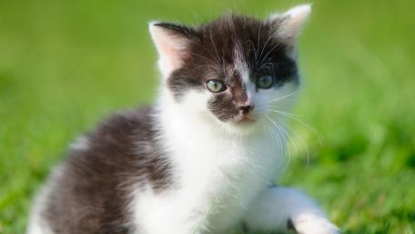 Adorable Kitten on Green Grass wallpaper