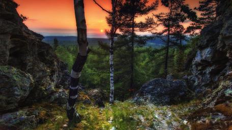 Serene Sunset Through the Forest Pathway wallpaper