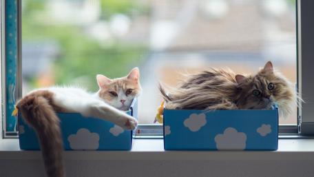 Cozy Cats Relaxing by the Window wallpaper