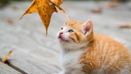 Playful Kitten Chasing Falling Leaves wallpaper