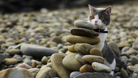 Adventurous Cat Among Stones and Pebbles wallpaper