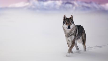 Graceful Wolf in a Snowy Landscape wallpaper